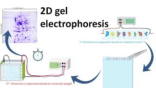 2D gel electrophoresis [upl. by Fedirko]