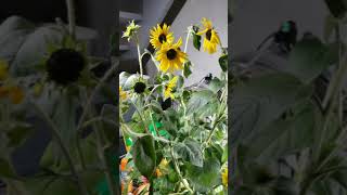 How To Prune Reblooming Sunflowers [upl. by Litt]