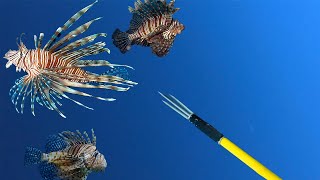 60 Pounds of Invasive Lionfish on One Dive [upl. by Niklaus]