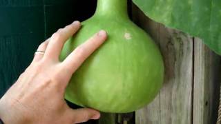 Birdhouse Gourds growing like crazy [upl. by Nannaihr175]