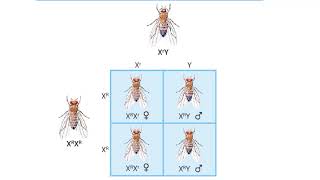 SexLinked Traits How are eye colors inherited in fruit flies [upl. by Yrelav]