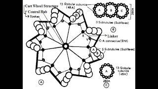 Centrioles  Structure and functions of centrioles  Centrosome [upl. by Aspa497]