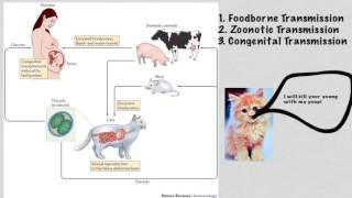 Toxoplasma gondii [upl. by Nihi]