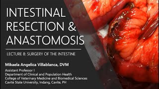 Lecture 83 Intestinal Resection and Anastomosis [upl. by Arratahs261]