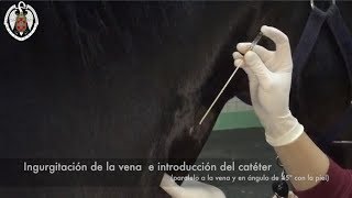 Colocación de un catéter intravenoso en el caballo [upl. by Pattison899]