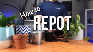 How to repot a plant  Beginners Guide to Repotting [upl. by Michal313]