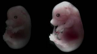 Mouse embryo developing over time [upl. by Ikeda523]