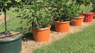 TRANSPLANTING CONTAINER FRUIT TREES INTO THE GROUND [upl. by Behrens175]