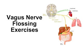 Vagus Nerve Flossing Exercises for Better Health [upl. by Nuris]