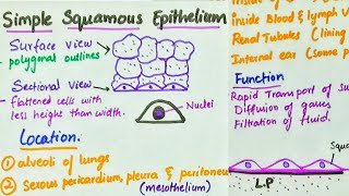 Simple Squamous Epithelium  Location  Function [upl. by Ulita]