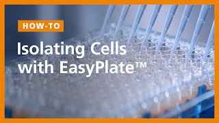 How to Isolate Cells in 96Well Plates Using the EasyPlate™ Cell Separation Magnet [upl. by Anaitsirc42]