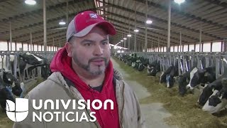 Inmigrante pasa de ordeñar vacas a tener su propia planta lechera en Wisconsin [upl. by Idoc]