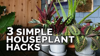 3 Simple Houseplant Care Tips to Keep Your Plants Healthy [upl. by Berard]