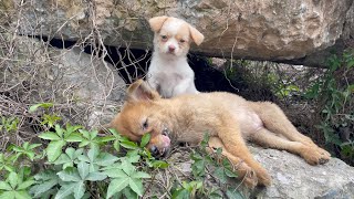 The cry for help of two dogs abandoned by their cruel owner on the side of the road and I saved them [upl. by Mclyman563]