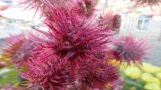 Ricinus communis Growing Guide Castor Bean Castor Oil Plant by GardenersHQ [upl. by Nagel563]