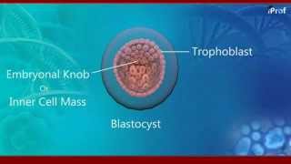 Embryonic development of human [upl. by Amii24]