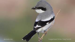 Loggerhead Shrike Call [upl. by Elohcim]