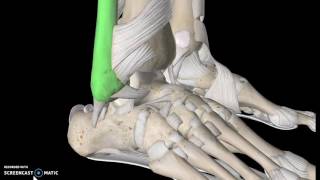 Foot Anatomy Tutorial Ligaments [upl. by Waldemar]