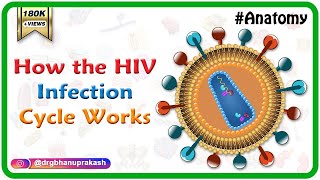 How the HIV Infection Cycle Works  Animated microbiology [upl. by Oeniri736]