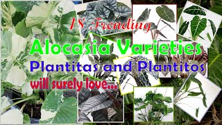 18 TRENDING ALOCASIA PLANT VARIETIES WITH IDENTIFICATION AND CARE TIPS [upl. by Nimzay]