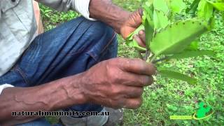 Leaf of life Bryophyllum pinnatum [upl. by Torr]