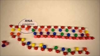 DNA Replication Transcription and Translation Stop Motion [upl. by Akcirre]