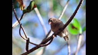 Oru pattu pinneyum padi nokkunnitha  Sugathakumari [upl. by Ykcin]