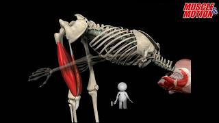 How to Squat Properly Anatomical Analysis [upl. by Ardni]