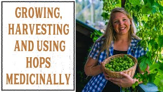 GROWING HARVESTING AND USING HOPS MEDICINALLY [upl. by Besnard44]