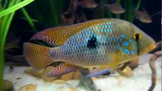 Geophagus sp Brasiliensis Uruguay [upl. by Ontina683]