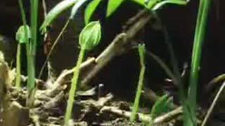 Tree and Plant Life in the Jungle  David Attenborough  BBC Studios [upl. by Eita]