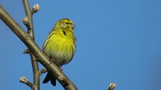 Girlitz Serinus serinus  European Serin Männchen  male  Weibchen  female [upl. by Arney]