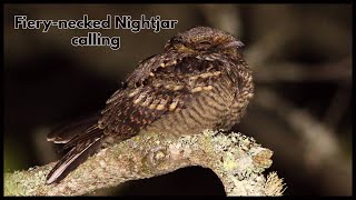 Fiery necked Nightjar calling [upl. by Eirahcaz]