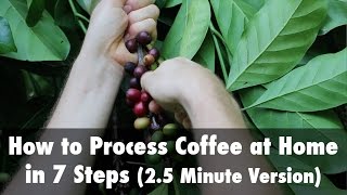 How to Process Coffee at Home in 7 Steps 25 Minute Version [upl. by Wunder]