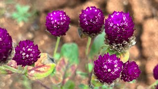 Gomphrena  Bogada Banthi  3K Organic Seeds [upl. by Nnylhtak896]