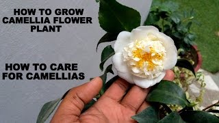 How to Grow Camellia Flower Plant Care and Tips [upl. by Dareg]