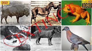 List of Recent Extinct Animals 120 plus [upl. by Morez]