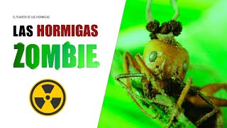 LAS HORMIGAS ZOMBIES  CAMPONOTUS LEONARDI  EL PLANETA DE LAS HORMIGAS [upl. by Butcher]