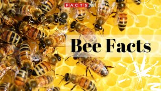 Bee Facts  All About Honeybees Bumblebees and Queen Bees [upl. by Lraed]