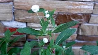 How to Grow Gomphrena Globosa Ping Pong White Flower from Seeds to Mature Plant [upl. by Eedrahc]