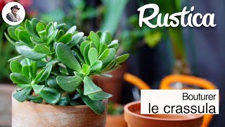 Bouturer le crassula [upl. by Zedekiah]