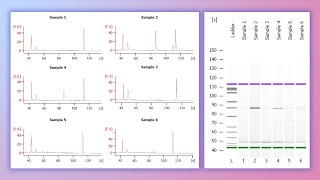 Forensic DNA Profiling Part 2 [upl. by Hamforrd]