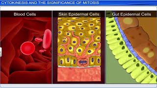 CBSE Class 11 Biology  Cell Cycle and Cell Division  Full Chapter  By Shiksha House [upl. by Ihn]