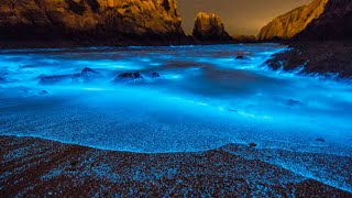 What Is Bioluminescence [upl. by Assilav567]