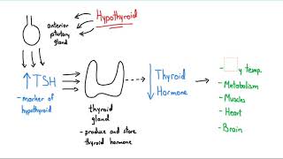 Synthroid Explained in 4 Minutes [upl. by Jenda]