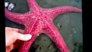 Starfish facts 11 facts about Sea Stars [upl. by Jillane]