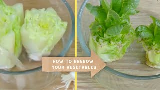 Learn to REGROW vegetables from KITCHEN SCRAPS [upl. by Enorel]