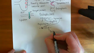 Clathrin Mediated Endocytosis and The Endocytic Pathway Part 1 [upl. by Anoj]