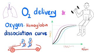 OxygenHemoglobin Dissociation Curve  Oxygen Transport to Tissue  Respiratory Physiology [upl. by Faunia]