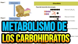 Metabolismo de los carbohidratos [upl. by Ruhtracm]